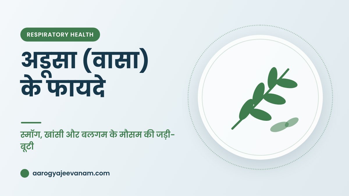 अडूसा (वासा) के फायदे – स्मॉग, खांसी और बलगम के मौसम की जड़ी-बूटी