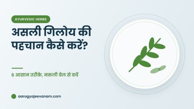 असली गिलोय की पहचान कैसे करें? – 6 आसान तरीके, नकली बेल से बचें