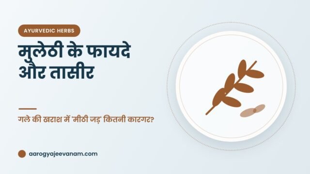 मुलेठी के फायदे और तासीर – गले की खराश में 'मीठी जड़' कितनी कारगर?
