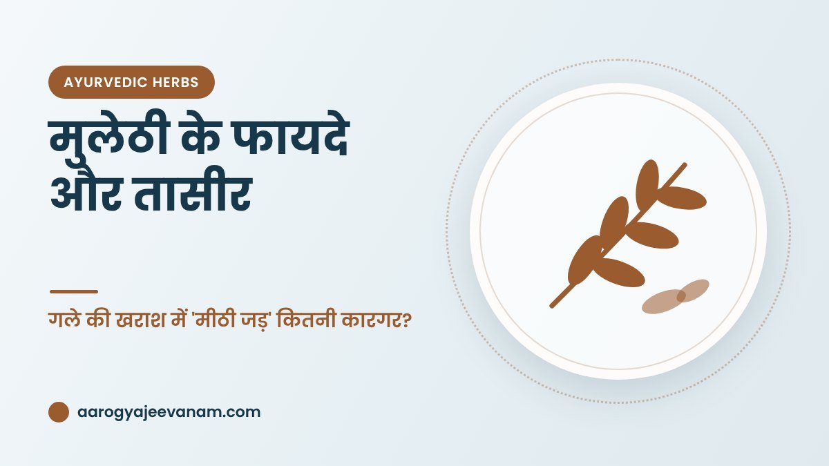 मुलेठी के फायदे और तासीर – गले की खराश में 'मीठी जड़' कितनी कारगर?