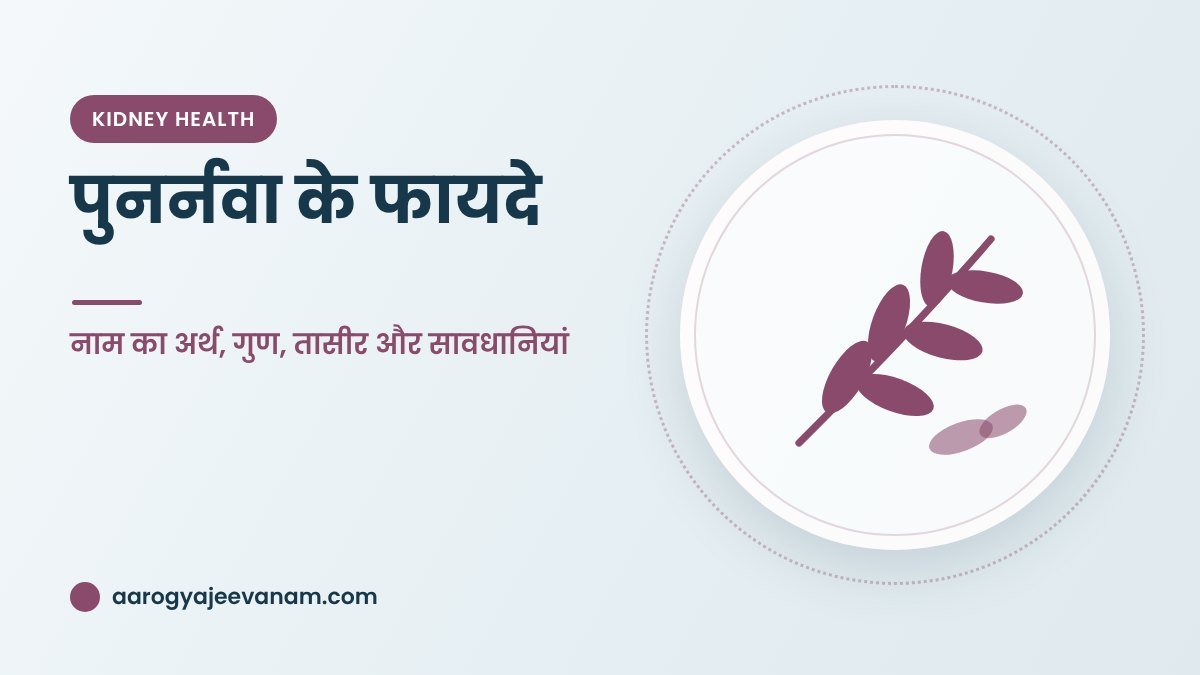 पुनर्नवा के फायदे – नाम का अर्थ, गुण, तासीर और सावधानियां